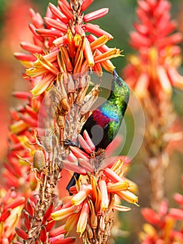 Marico sunbird, Cinnyris mariquensis. Madikwe Game Reserve, South Africa