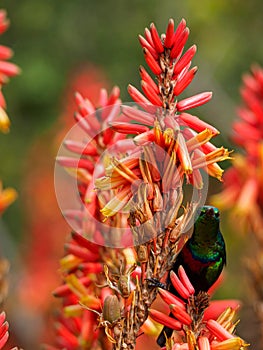 Marico sunbird, Cinnyris mariquensis. Madikwe Game Reserve, South Africa