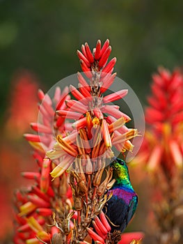 Marico sunbird, Cinnyris mariquensis. Madikwe Game Reserve, South Africa