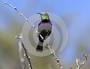 Marico Sunbird - Namibia