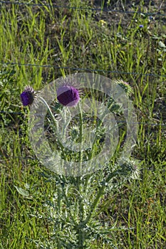 Marien`s thistle, Christ`s crown, mauve blossom on a meadow