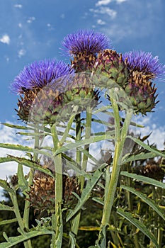 Marien Thistle, artichoke flower Cynara cardunculus