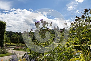 Marien Thistle, artichoke flower Cynara cardunculus