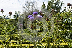 Marien Thistle, artichoke flower Cynara cardunculus