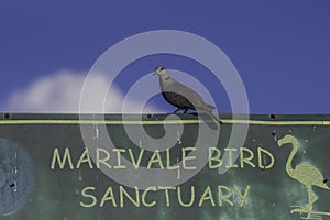 Marievale bird sanctuary in Nigel Gauteng photo
