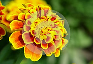 Marigold