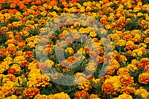 Marigold photo