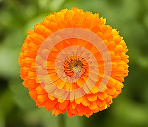 Marigold