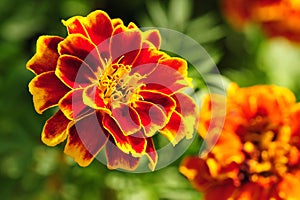 Marigold