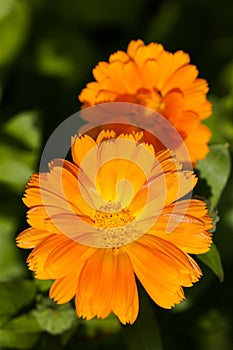 Marigold