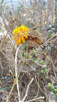 Marigold