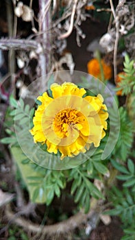 Marigold