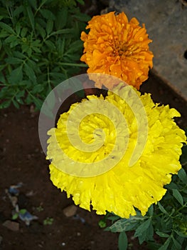 Marigold