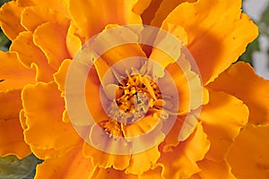 Marigold Background