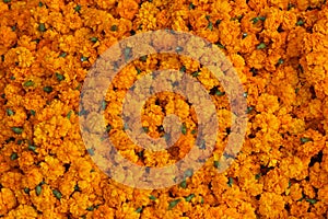 Marigold background photo