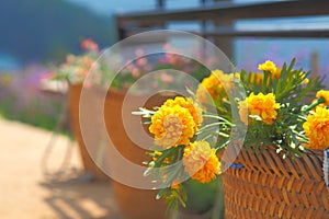 Marigold in the basket from the garden