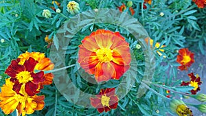 Marigold. Beautiful flower in garden. Floral background