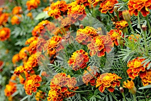 Marigold photo