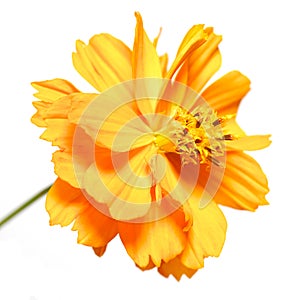 Marigold. beautiful orange flower