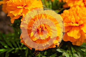 marigold, beautiful orange, yellow flowers in the meadow, floral background of delicate flowers