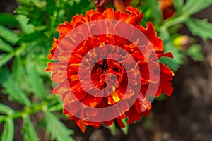 marigold, beautiful red, bright orange flowers in the meadow, floral background of delicate flowers