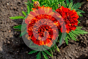 marigold, beautiful red, bright orange flowers in the meadow, floral background of delicate flowers