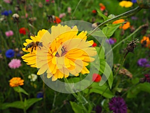 Marigold beautifull flower in nature reserve field