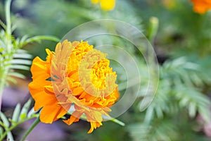 Marigold blooming in the garden, blurred green backdrop copy space good to use as a background image