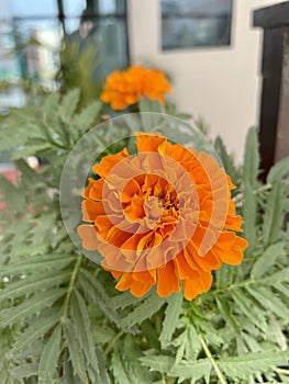 Marigold blooming in a pot
