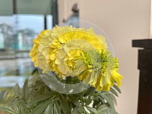 Marigold blooming in a pot