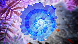 Marigold, blue flower floral texture , close up center of a flower