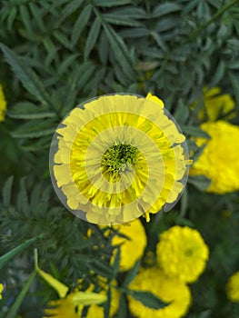 Marigold bouquet, Ganda, a collection of innumerable petals, colour of light yellow, green leaves and green branch, 11/02/2018,