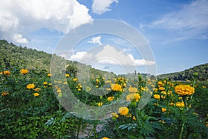 Marigold, bright colors, popular in nature