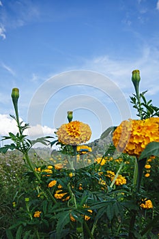 Marigold, bright colors, popular in nature