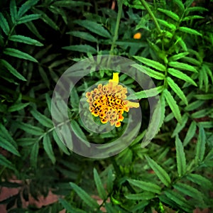 The marigold bud is inbetween it's leaves