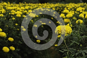 Marigold bush in the field of flowers