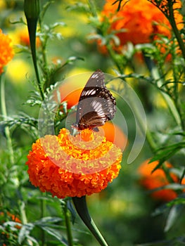 Marigold Butterfly