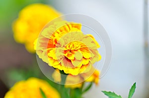 marigold or calendula flower , Tagetes erecta L or Compositae or African Marigold