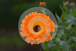 Marigold, Calendula officinalis