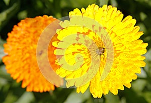 Marigold (Calendula officinalis)