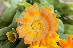 Marigold, Calendula Officinalis