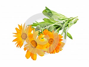 Marigold, Calendula Officinalis Medicinal Plant Isolated