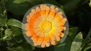 Marigold Calendula Officinalis Sway In the Wind