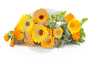 Marigold, Calendula Officinalis on a White Background