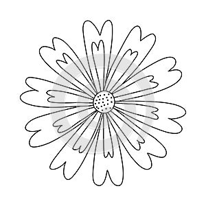 Marigold or chrysanthemum meadow flower head, doodle style flat vector outline for coloring book