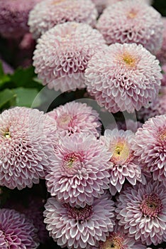 Marigold Chrysanthemum Tagete