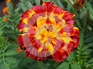 Marigold close up with water drops in nature. Orange and red marigolds. Colorful golden marigold flower with green background.