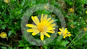 Marigold Crown Daisy