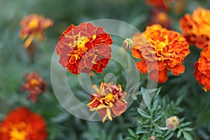 Marigold dark red flowers close up