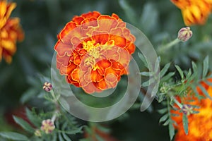 Marigold dark red flowers close up